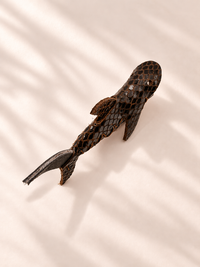 BROWN SNAKE - SHARK